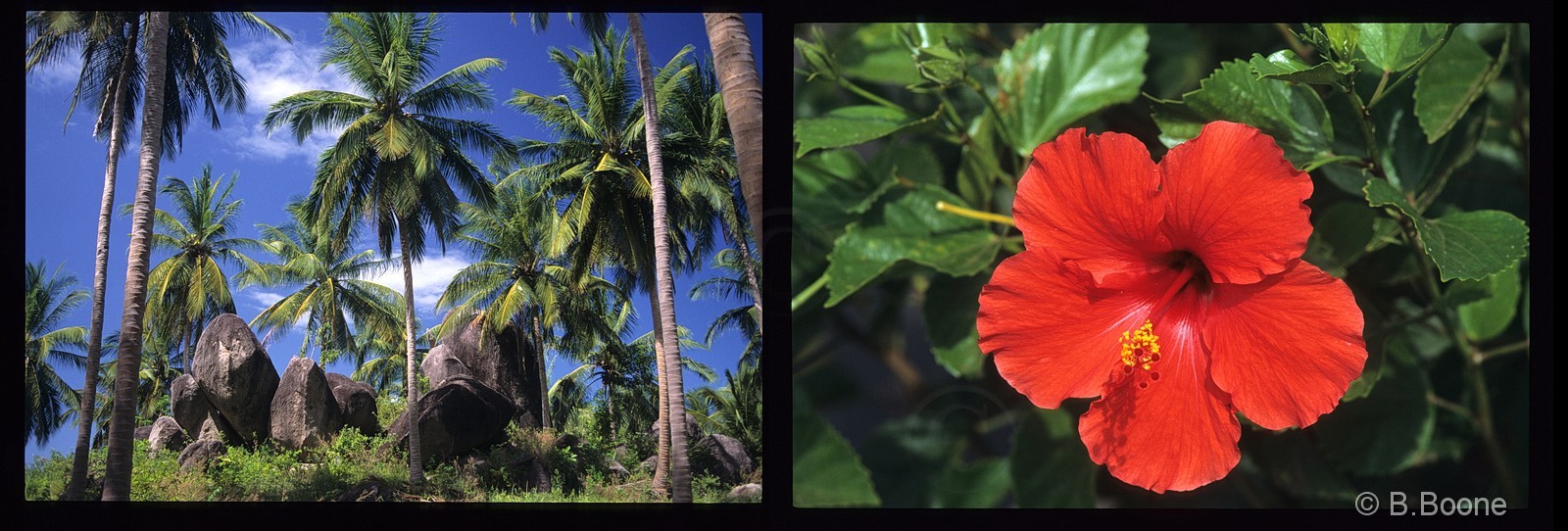 Thaïlande   809scan©B.Boone
